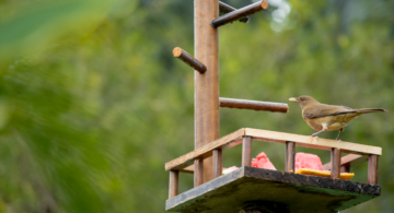 Hotel-Mountain-Paradise-Birds1