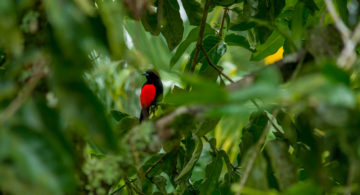 Hotel-Mountain-Paradise-Birds2